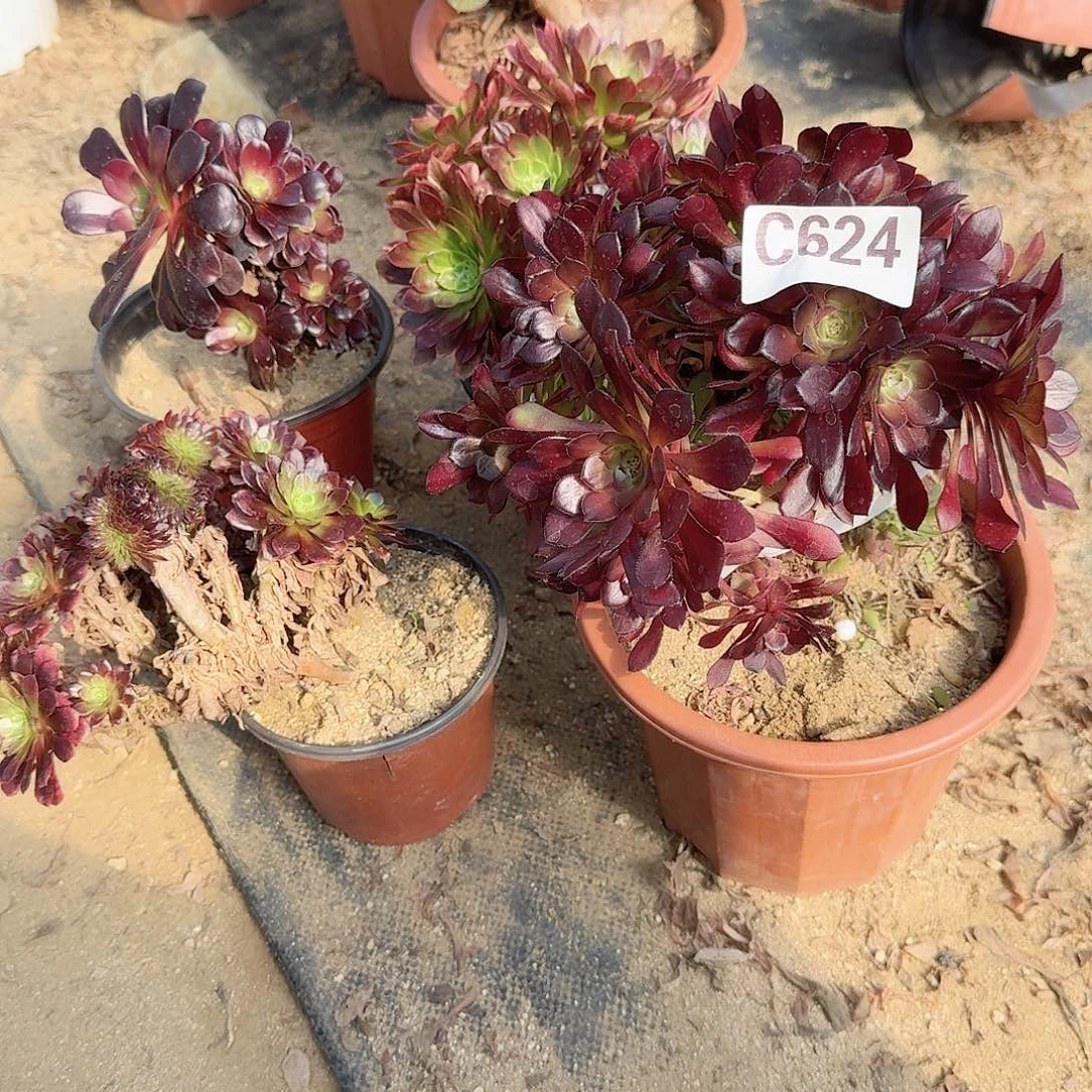 624铜壶嘉年华欧紫有伤共4颗