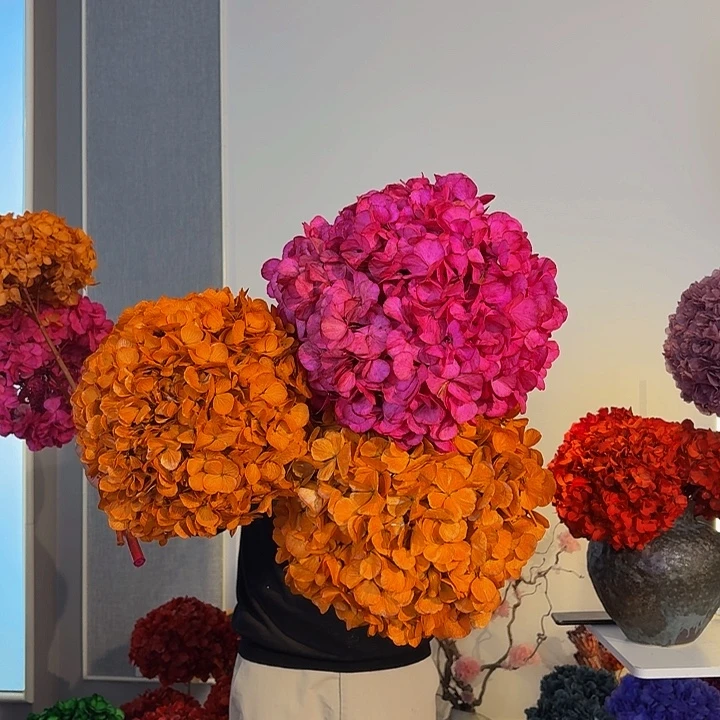 吸色永生大叶绣球3枝，橙2玫红1