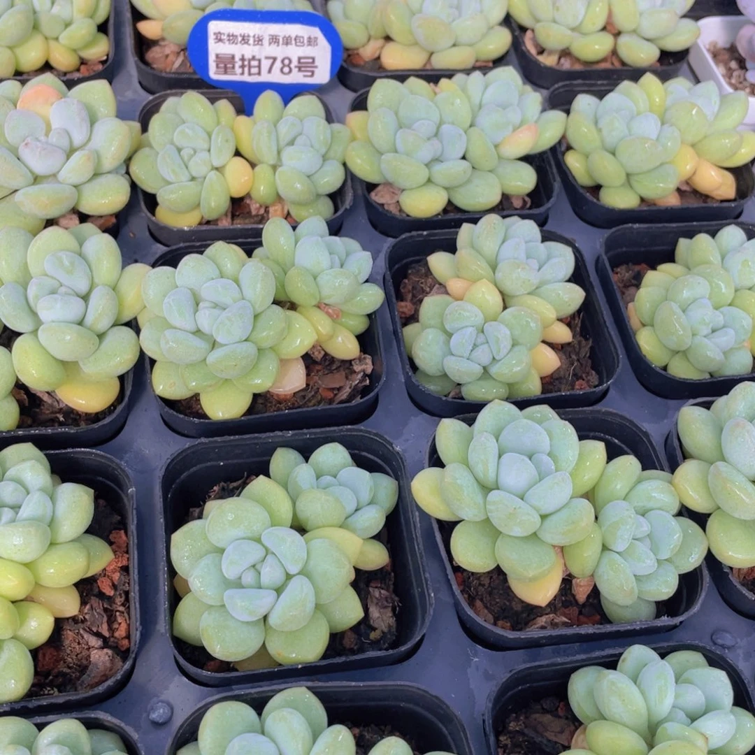 量拍78号 泡泡糖双头一个