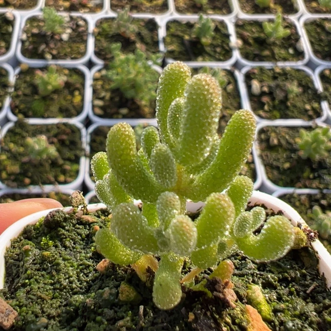 ·***·dy5715实生冰晶杂盆口5cm