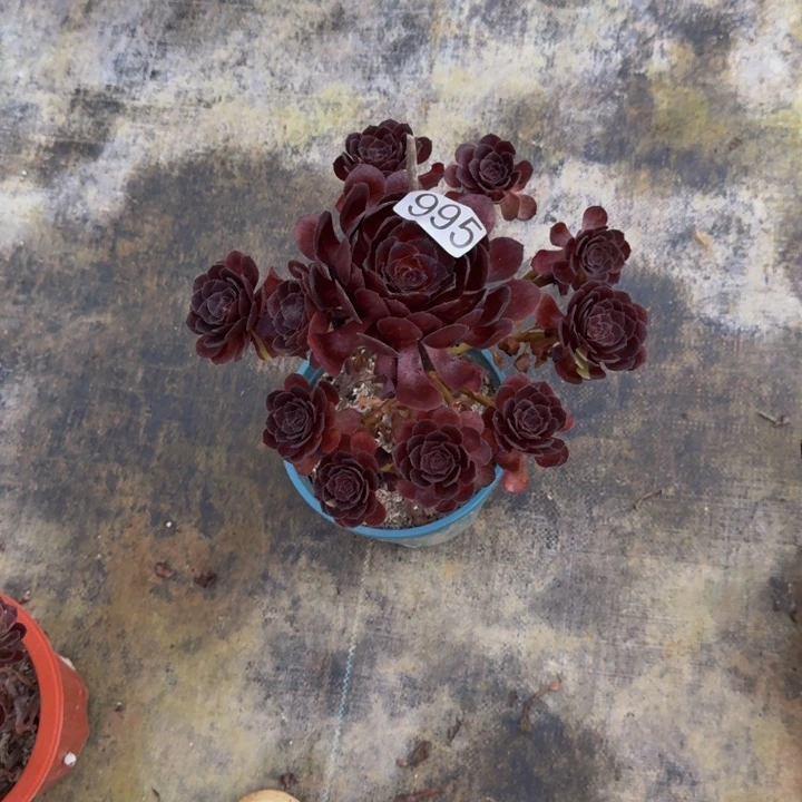 00000000995黑美人