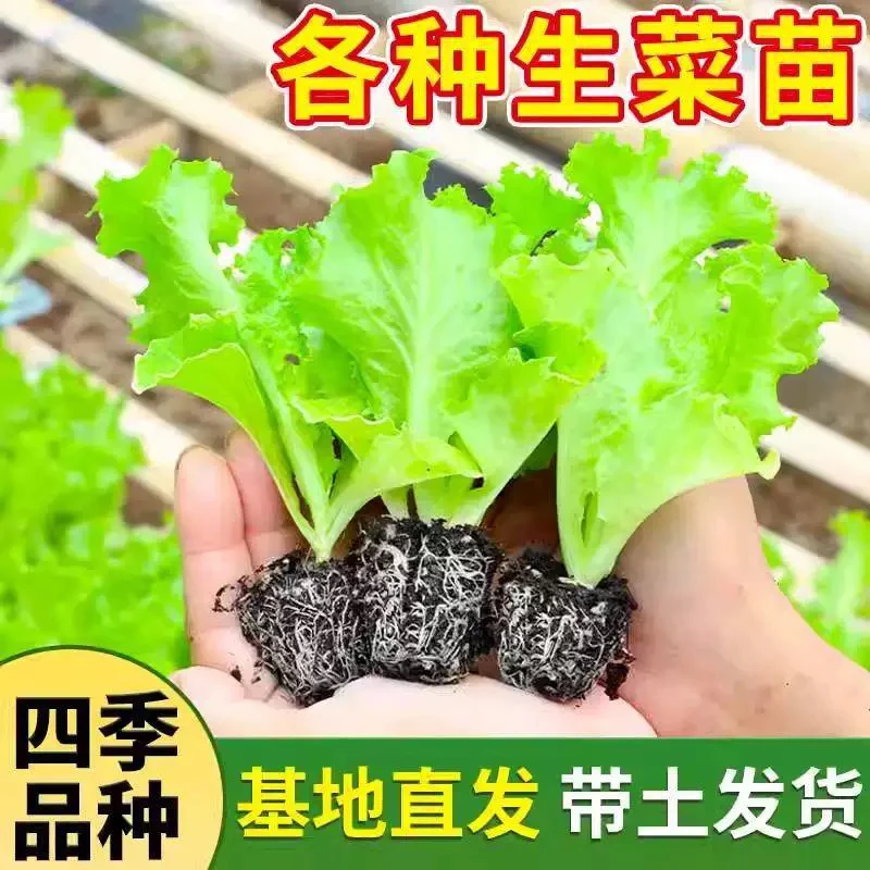 【山东寿光】直播专享各种优质生菜苗速生生菜奶油生菜意大利生菜
