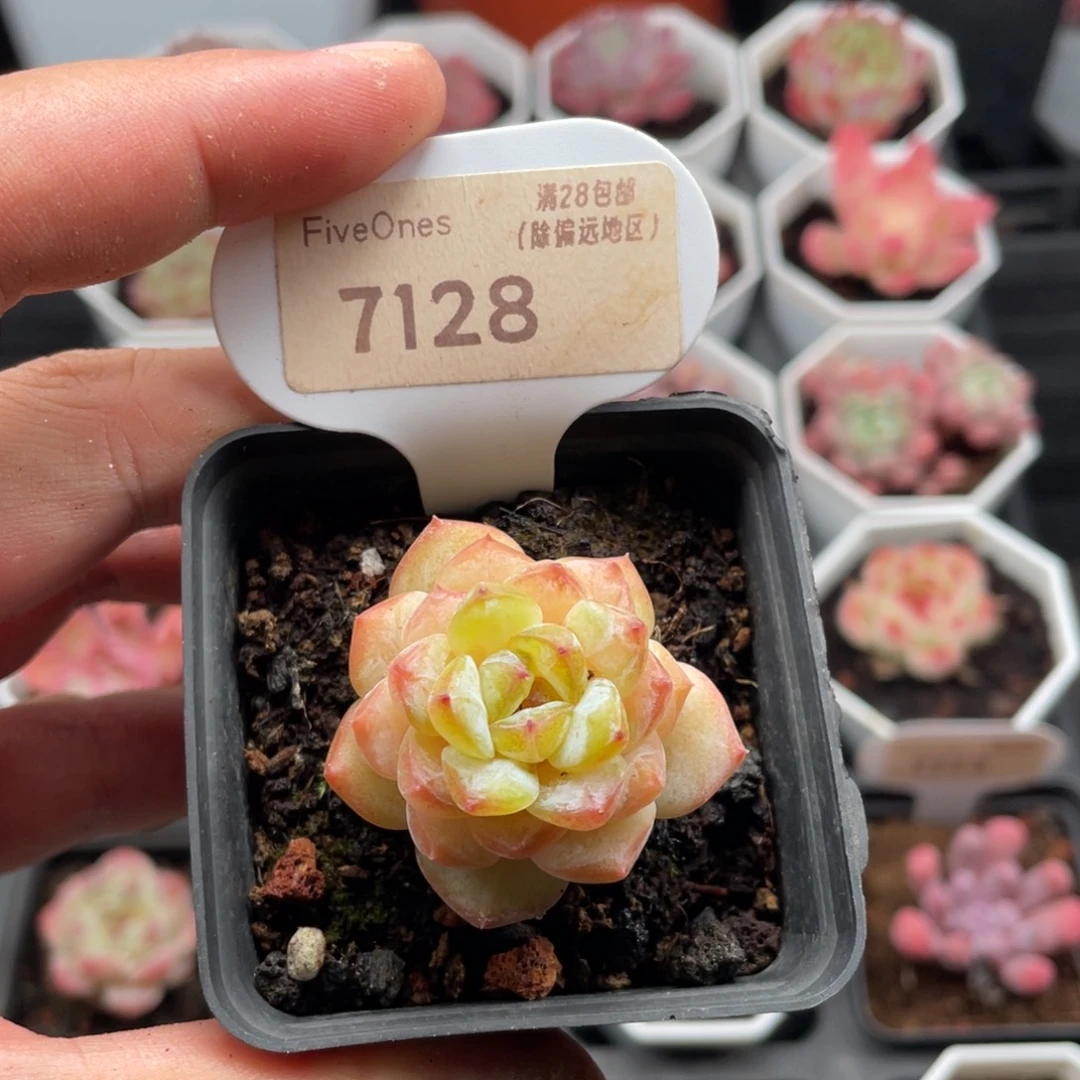 冰葡萄7128-3.5厘米