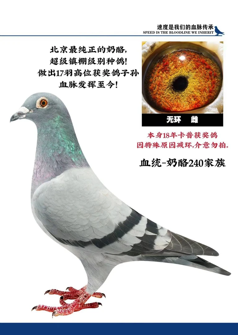鸽子 信鸽成绩鸽 比利时圆环种鸽 大鼻子鸽子