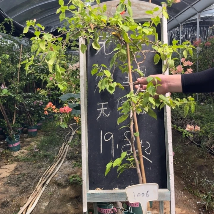 无花朵三角梅三角梅1006