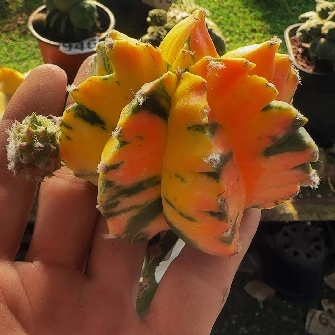 鸾锦459仙人球开花