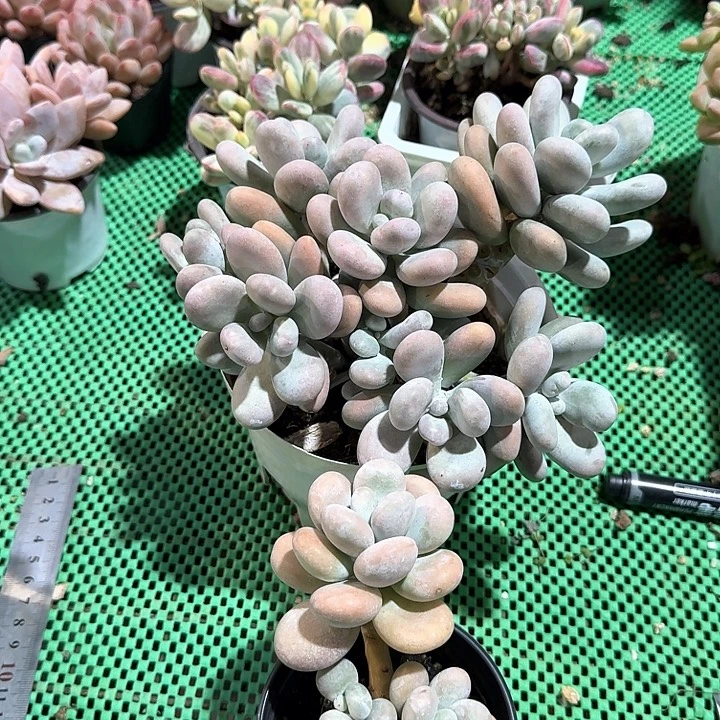 蛋黄奶多肉植物保护