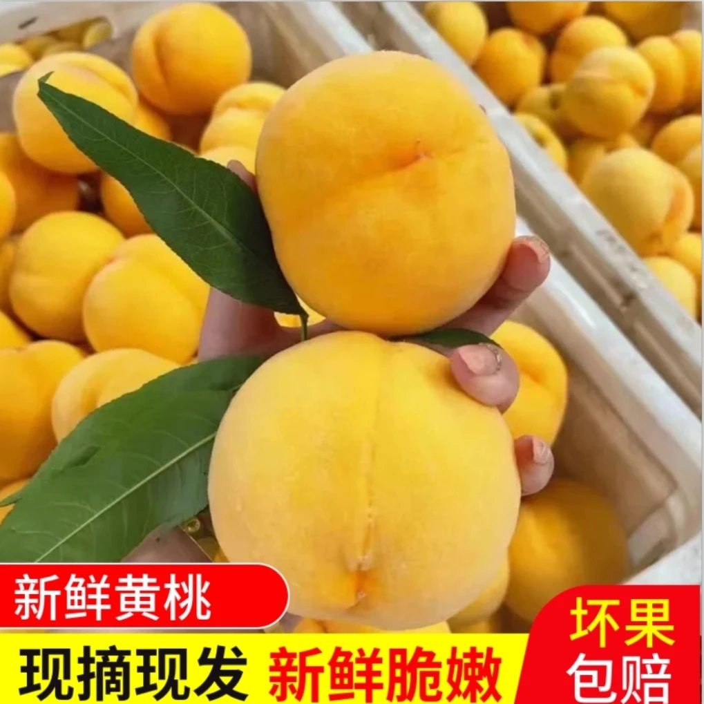 蒙阴蜜桃山东蒙阴蜜桃自家果园现摘现发当季水果【黄金蜜黄桃】