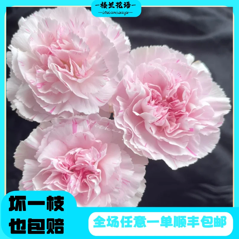 【楼兰】礼群尤香康乃馨Gowned Carnation一单顺丰包邮云南高端花材