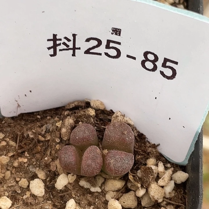 25-85蛋糕风铃多肉植物