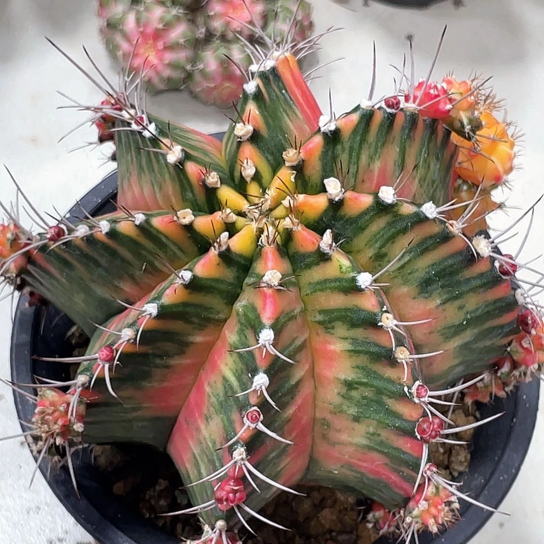 无花朵泰系实生，臀锦规律虎斑锦
