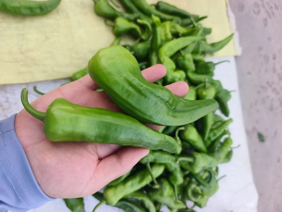 黑龙江产地直发现摘新鲜青辣椒微辣中辣皮薄肉脆