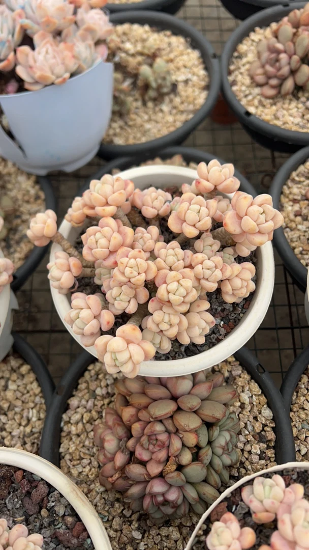 晶晶劳尔多肉植物