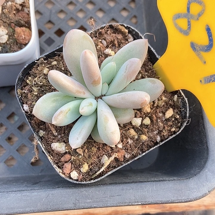 小*?多肉植物哥特827
