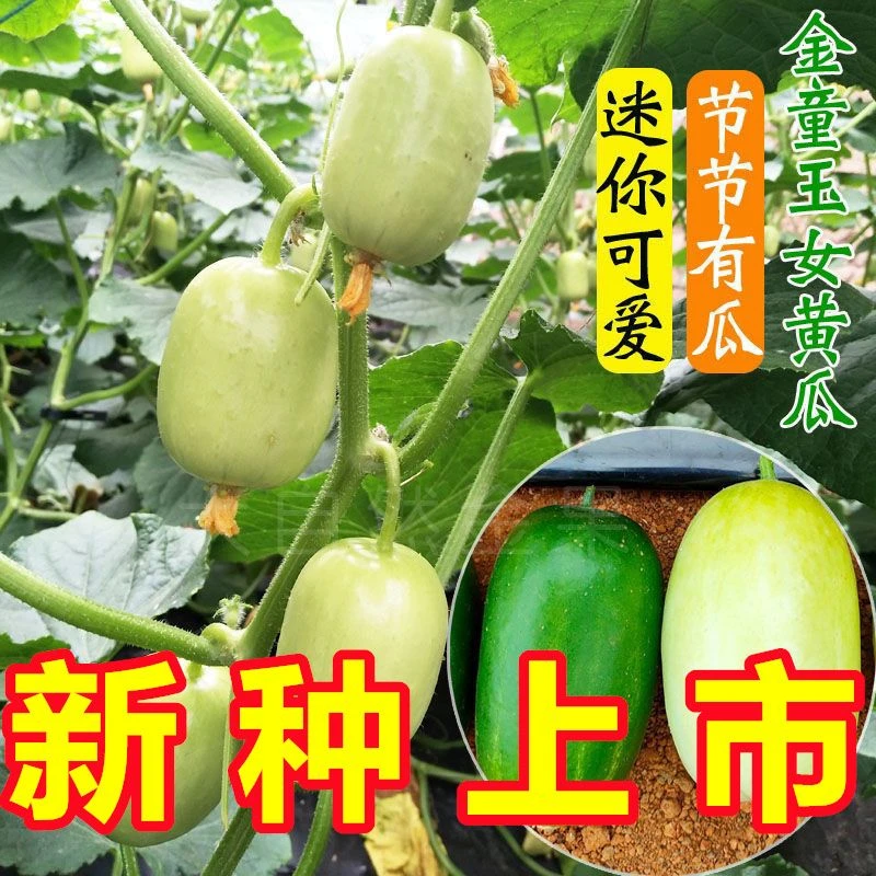 金童玉女水果黄瓜种子苗 迷你四季阳台种菜小观赏观光园蔬菜种籽