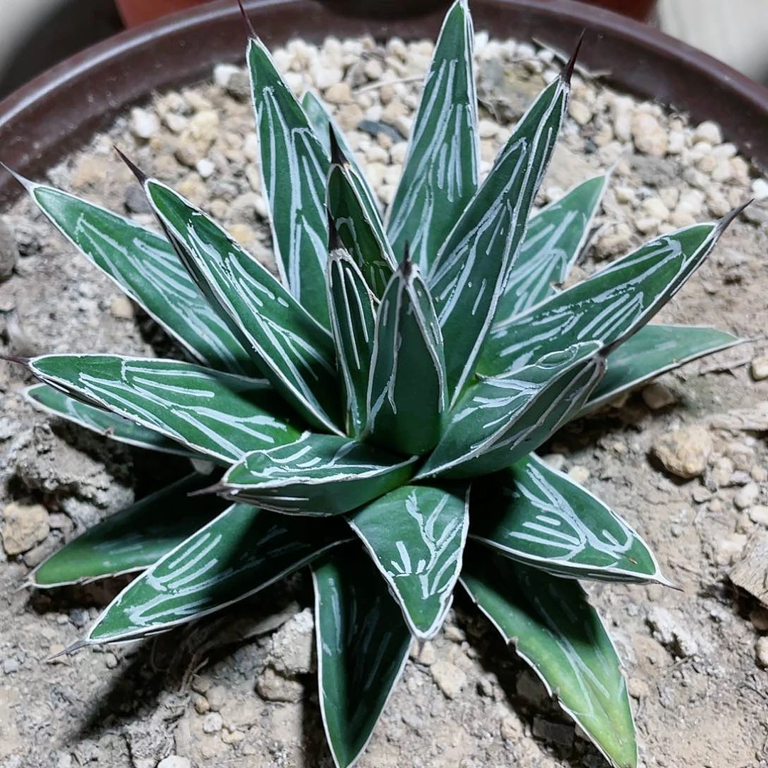 宫本屉之雪10公分龙舌兰包邮