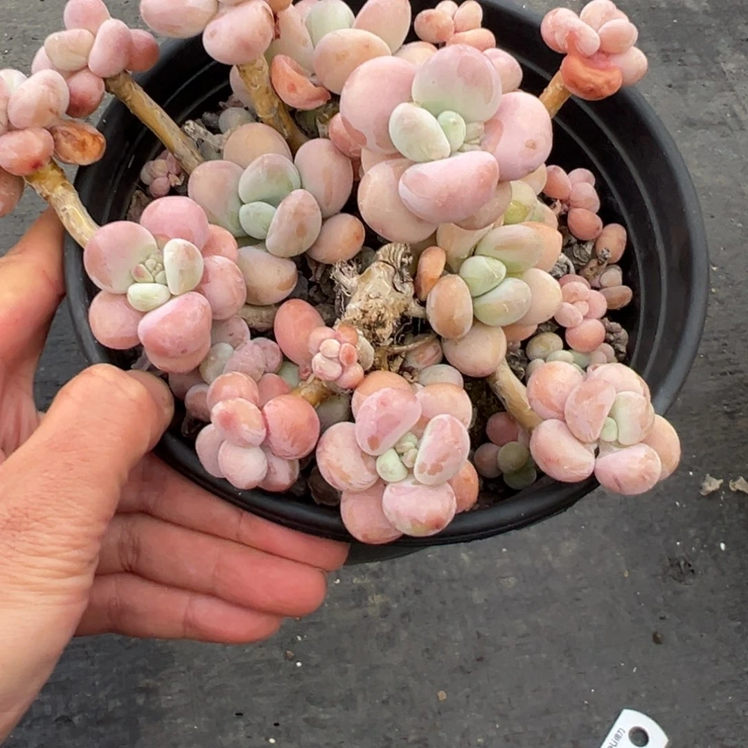 缘**在洛神。 脱土。不售后。 192