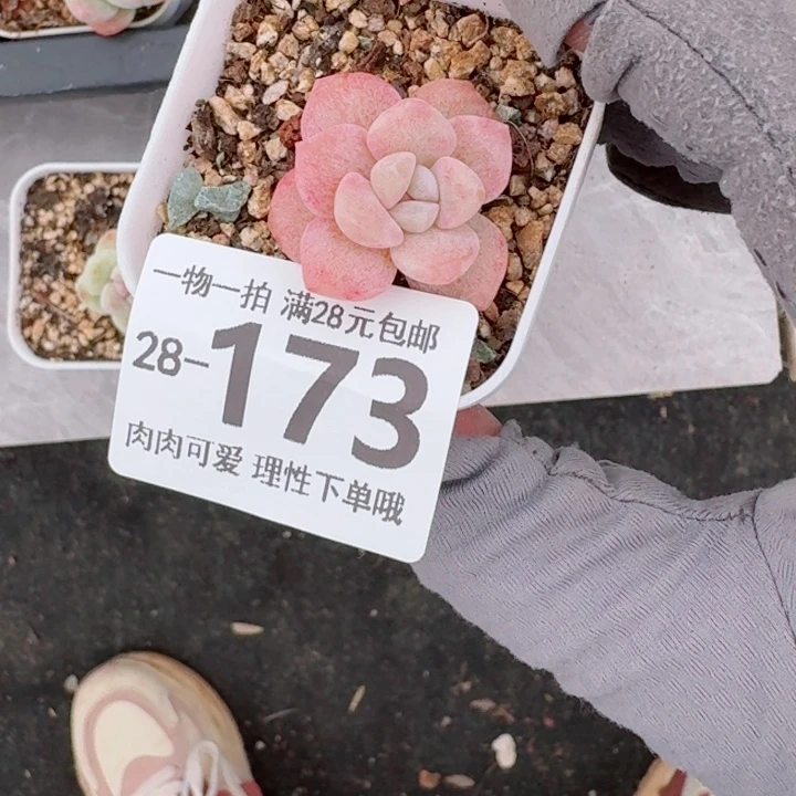 ****꒱冰玉无盆土无发货多肉