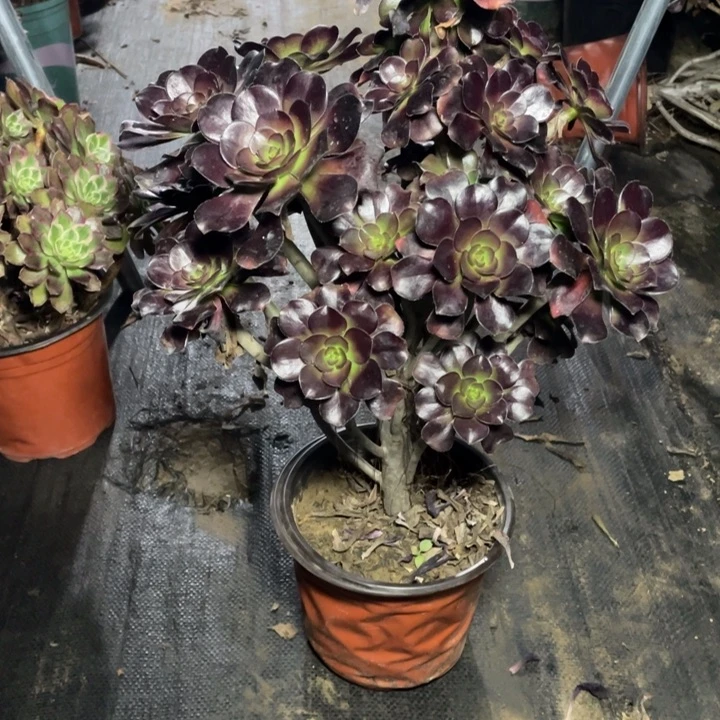 7圆叶多肉多肉植物多肉多肉多肉