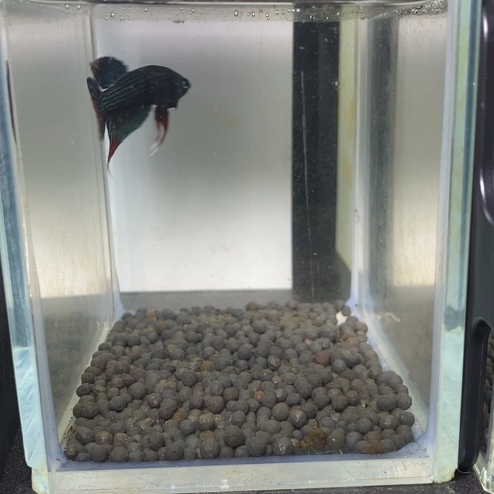 斗鱼泰国斗鱼101号