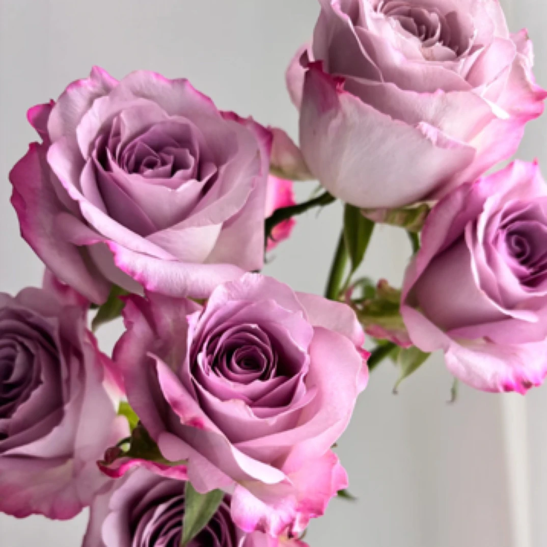 气场月季 独颗切花  四季开花 室内外盆栽玫瑰花