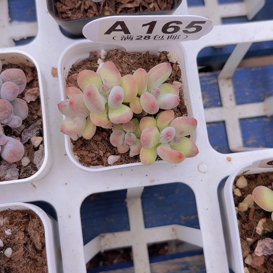 A165苹果奶一物一拍