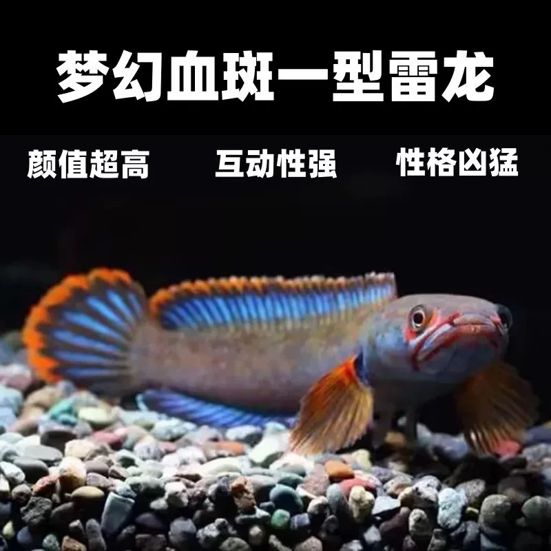 血斑雷龙血斑一型雷龙小型猛鱼好养无需打氧霸气猛鱼彩虹