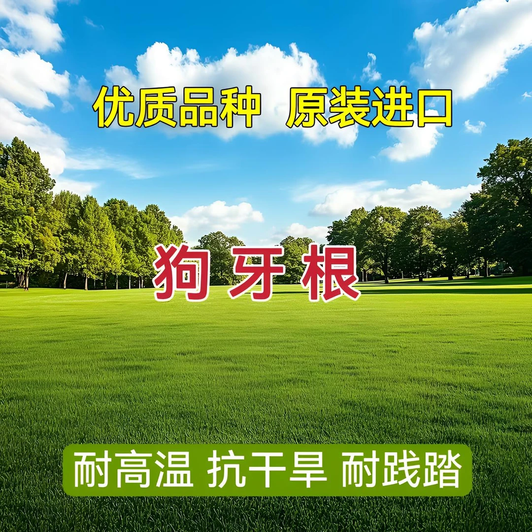 【暖季型草籽】狗牙根 草坪草籽 庭院绿化 护坡固土 狗牙根百慕大