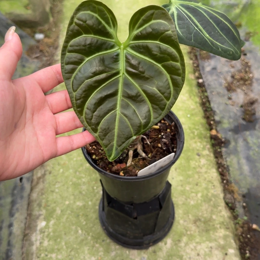 无花朵老桩切段帝王