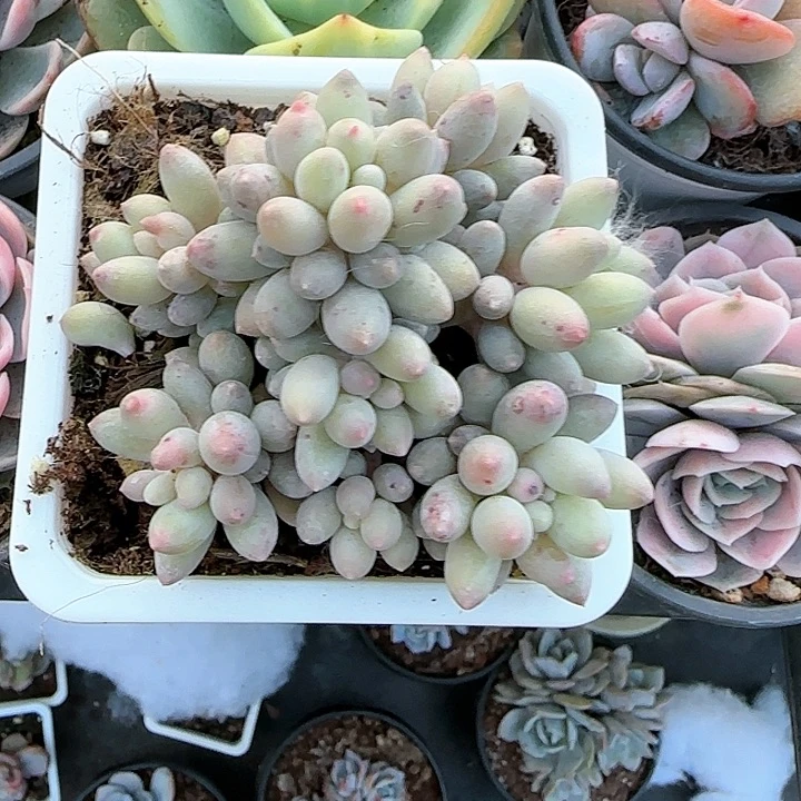 青蛙王子儿童牙膏111