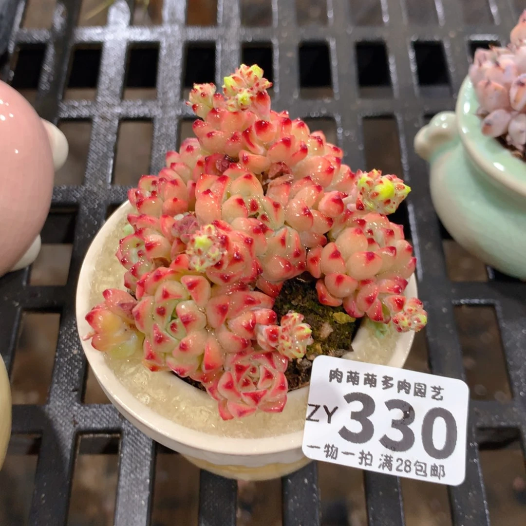 肉萌萌拇指盆精控多肉ZY330