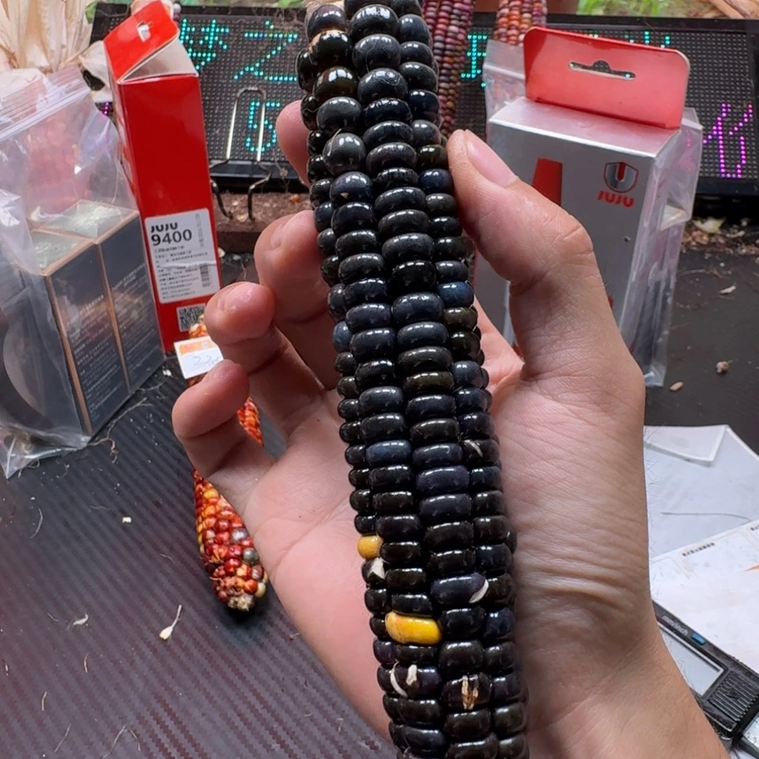 十***一吊坠柏香籽/百香籽