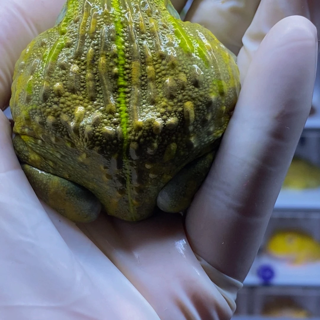 角蛙角蛙闪购专属链接