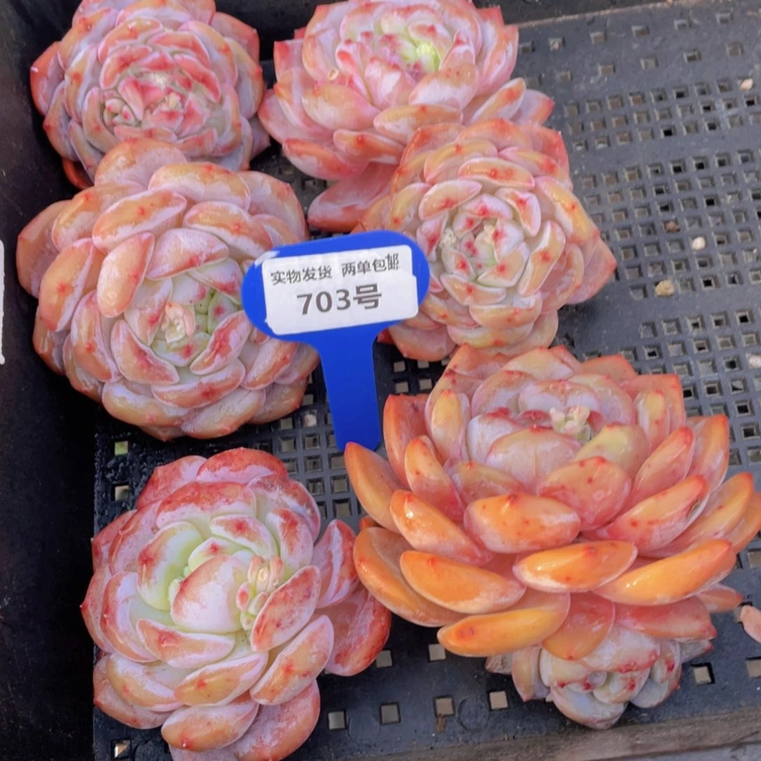 703号宽叶韩橙三个福利