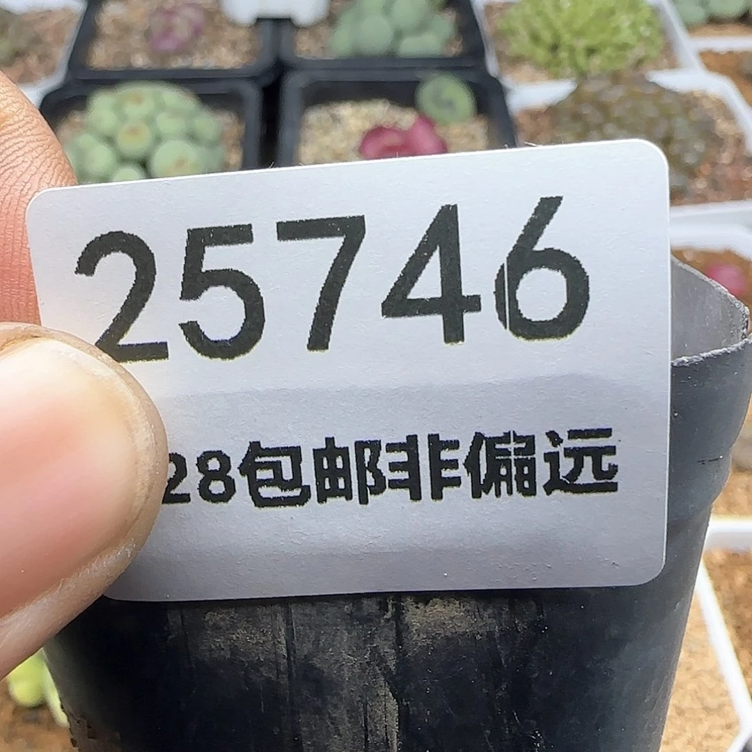 我****实哈哈哈哈哈哈25746