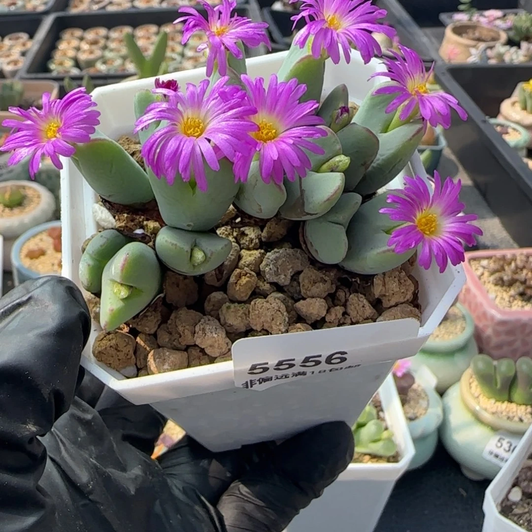 5556-一物一拍 带盆