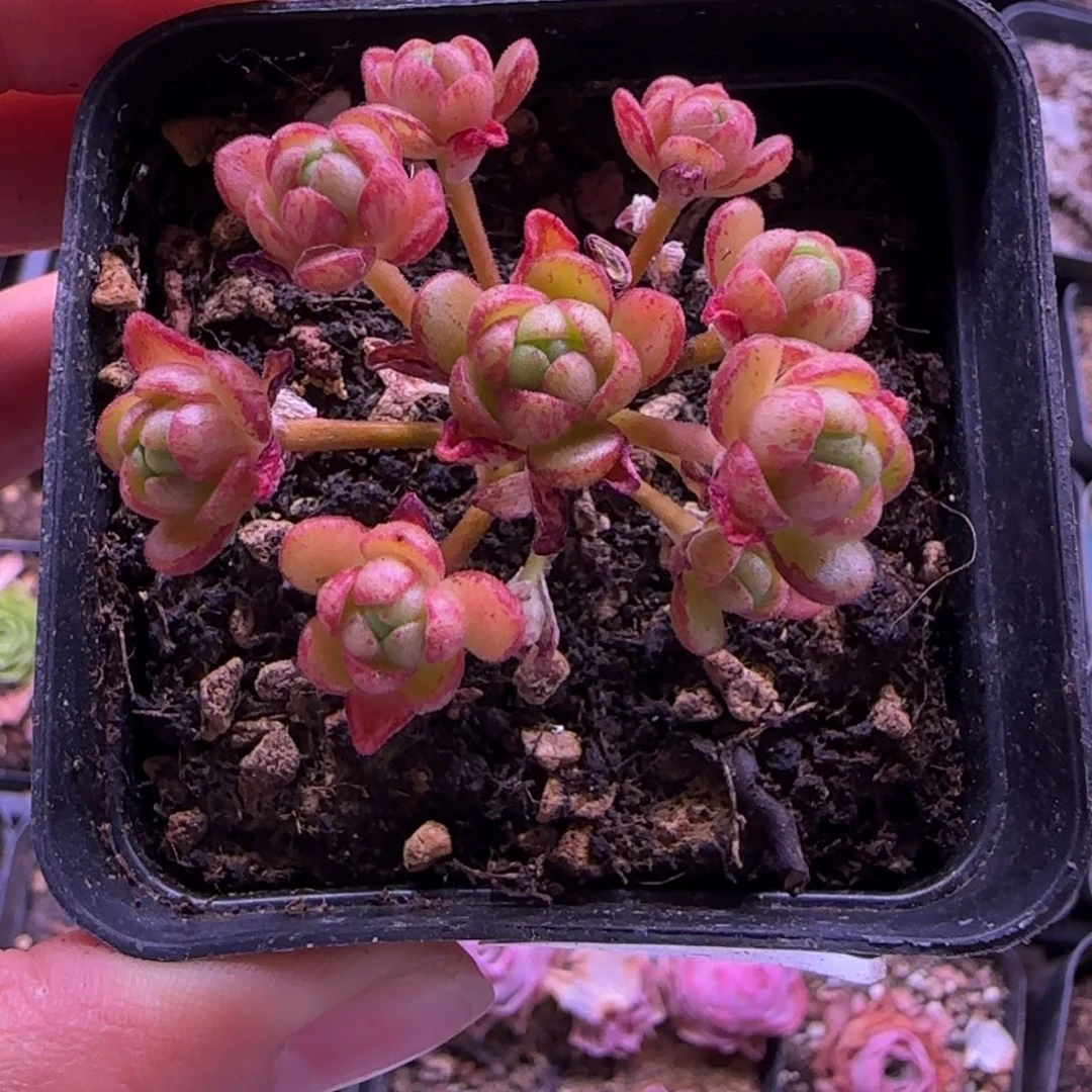 a****e彩画橄榄七方杯开播福利340