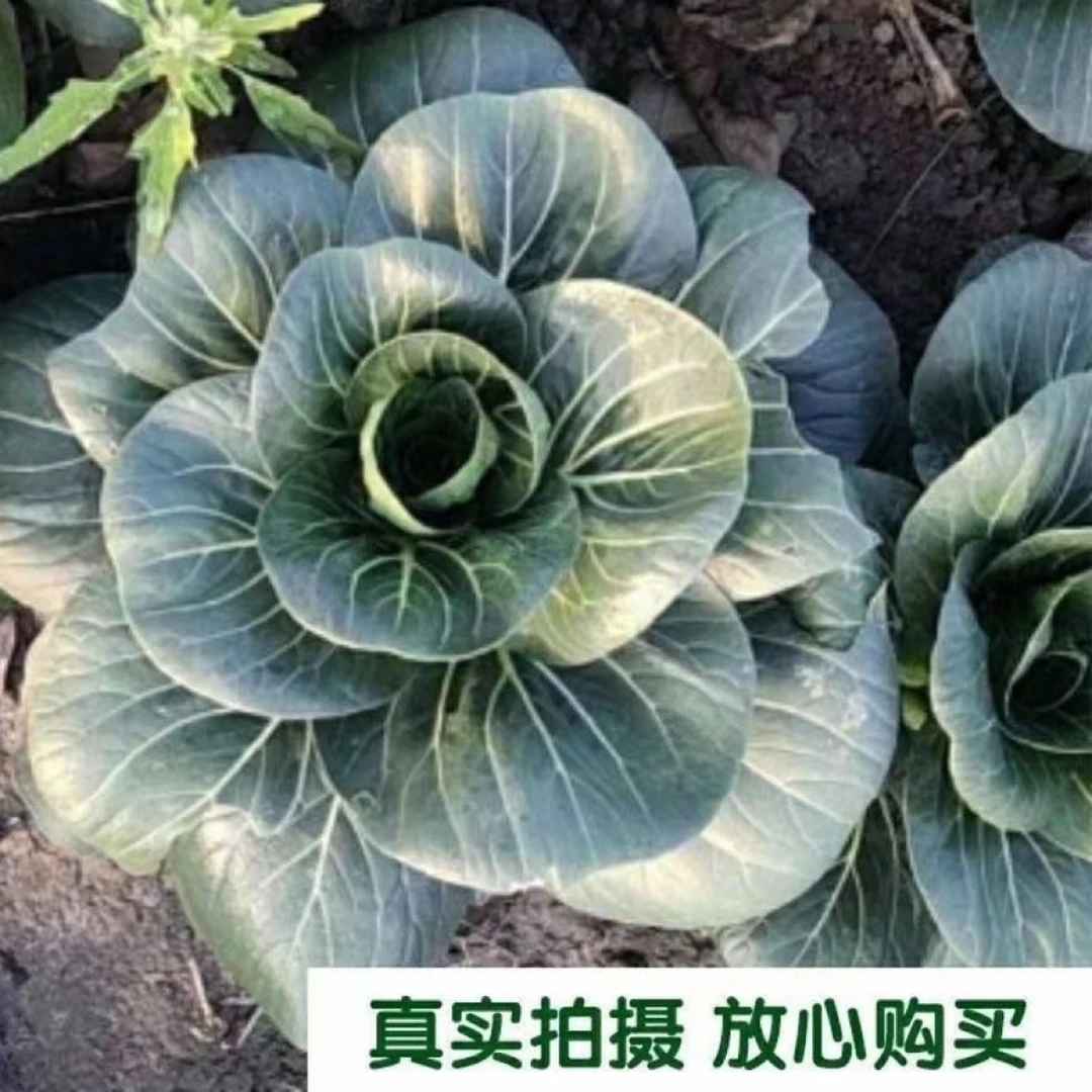 上海本地露天太湖青菜现割现发