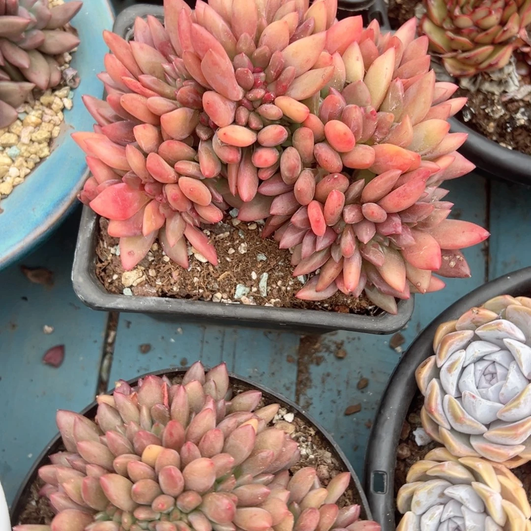 精品多肉植物老桩