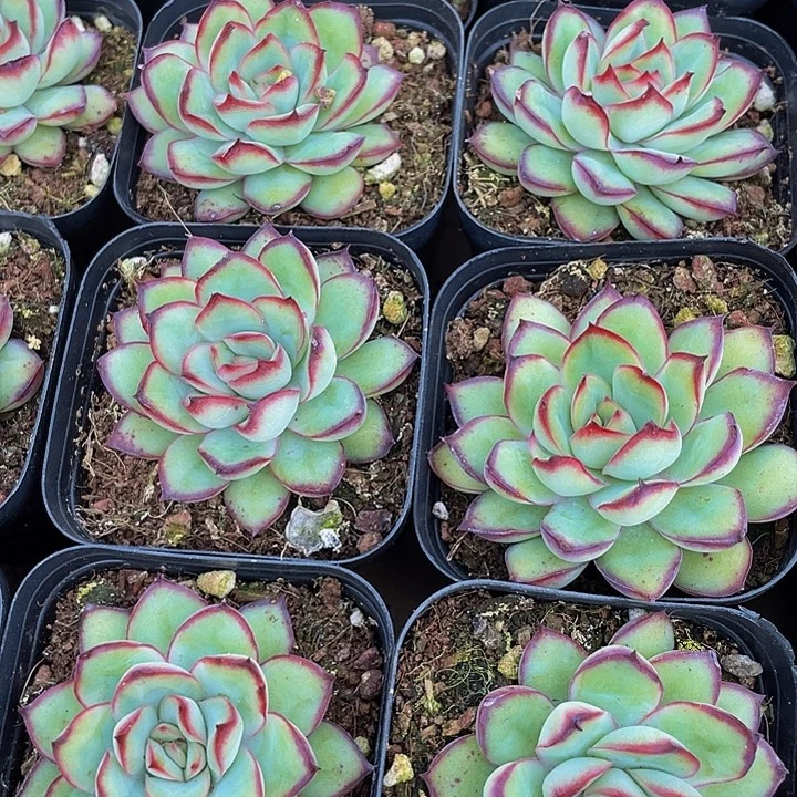 肉肉酱玫瑰带盆土发