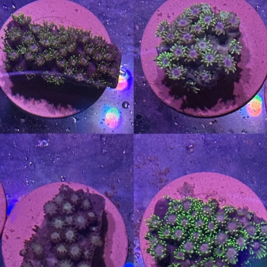 花花珊瑚补差价。