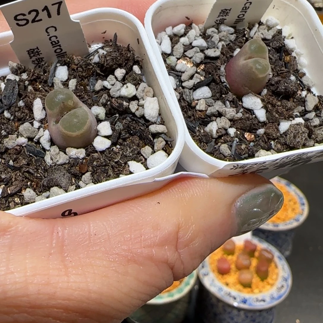 嘟*熊肉锥多肉植物百科-742