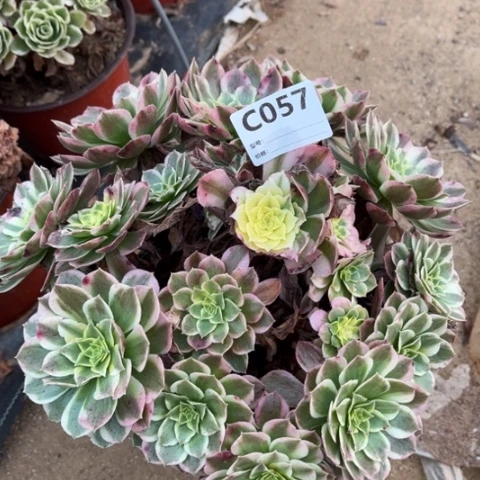 多肉植物海仙捧花