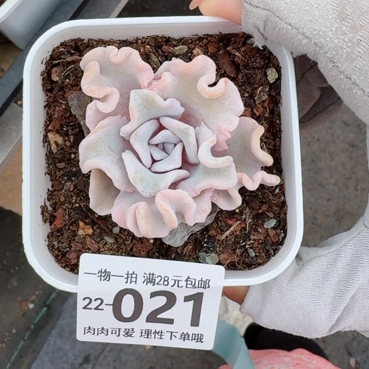 芭蕾舞者多肉植物多肉多肉植物