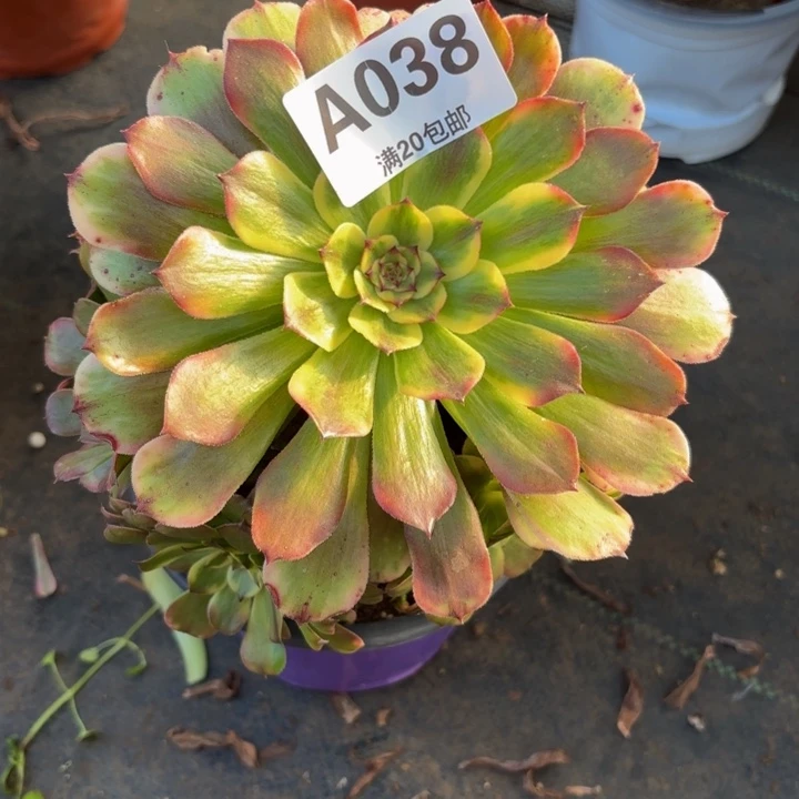 瑞妈多肉植物，038.