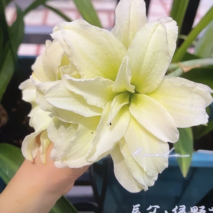 绿野芳直径1-3厘米3颗装