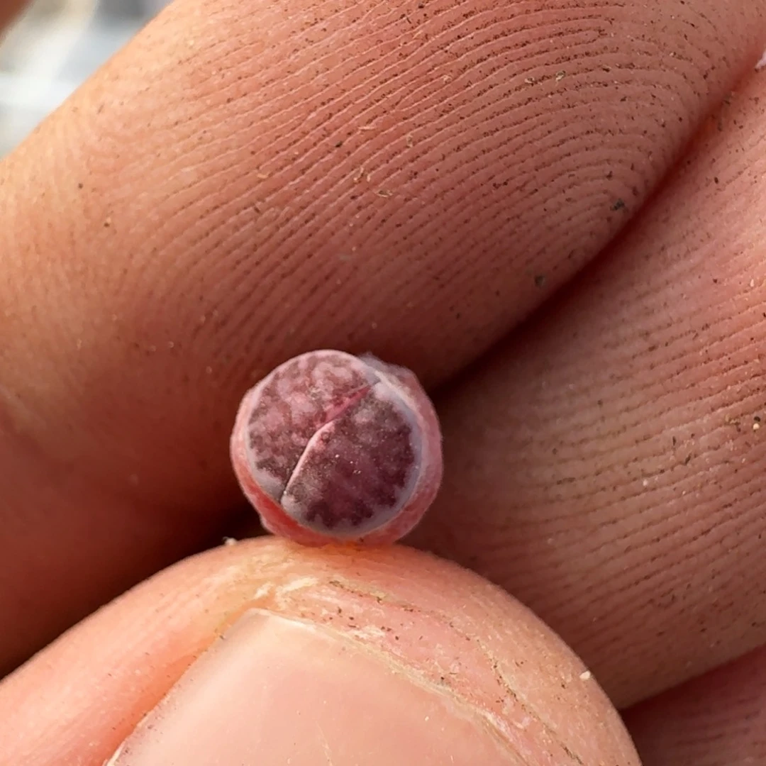 歆**愿K871岛田紫菊二代