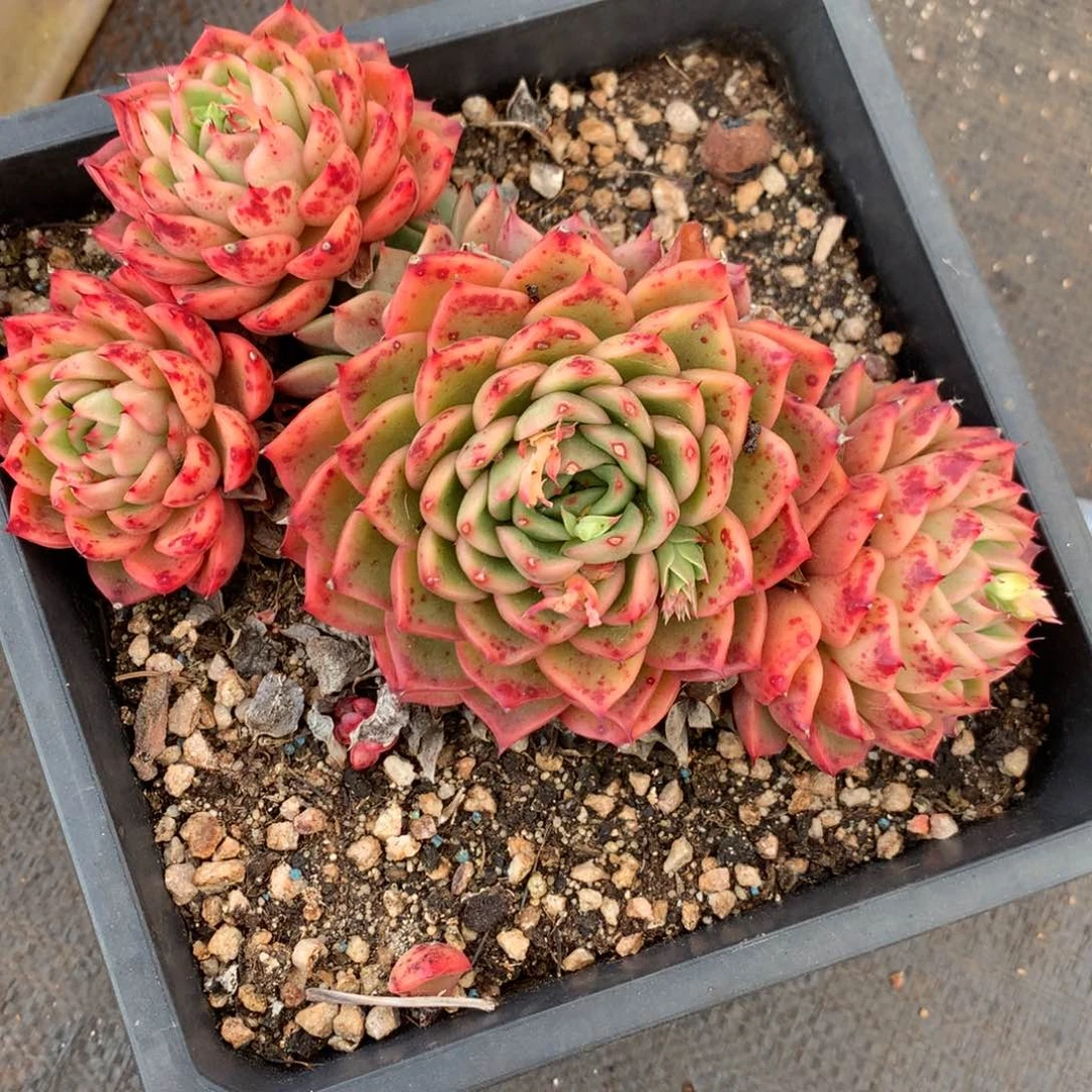 5955杂交精品基地15厘米