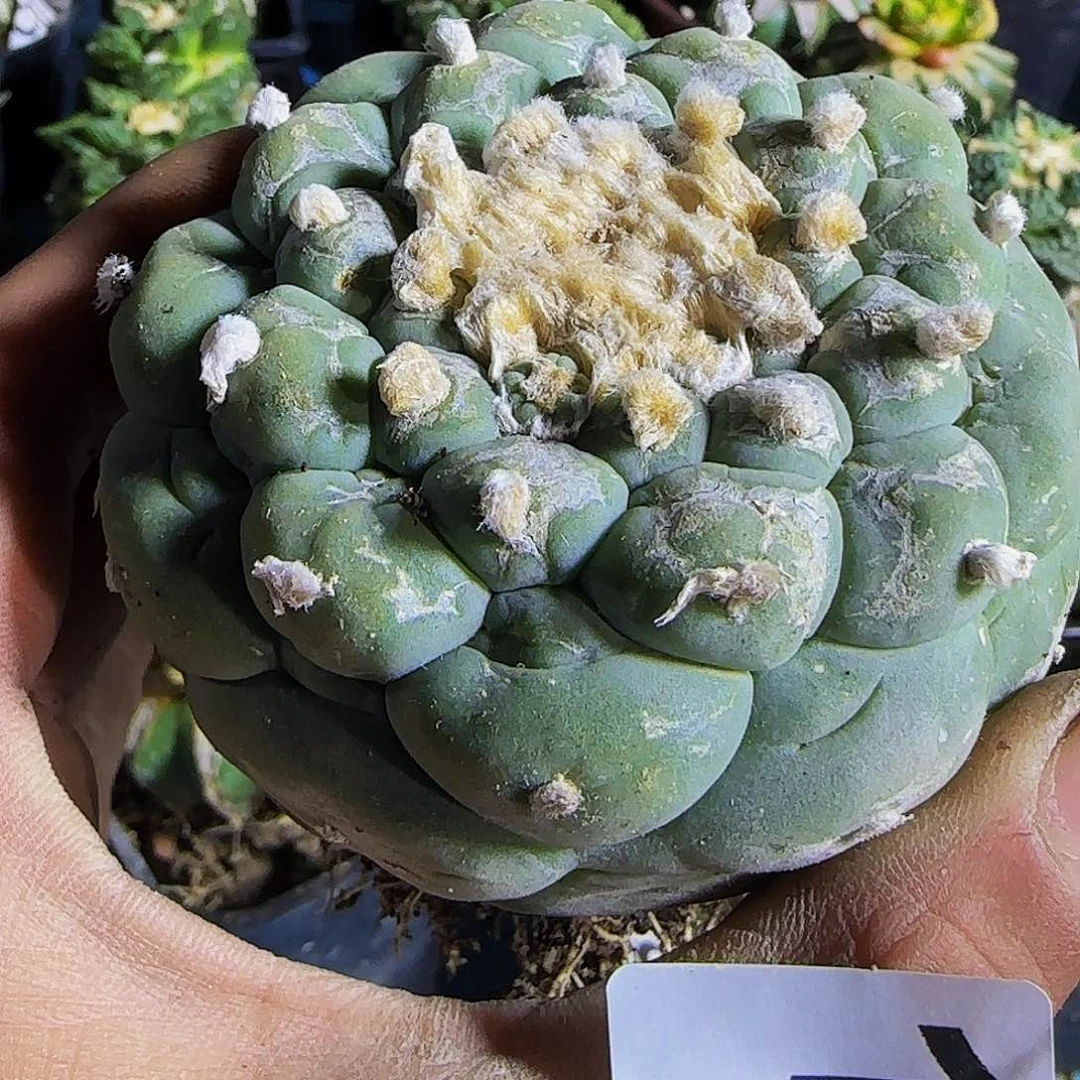 s***i仙175萝卜根的时