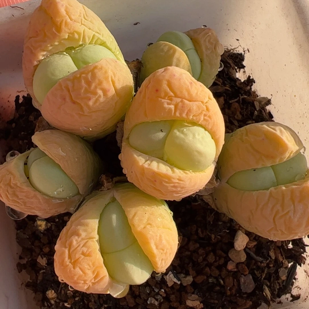 粉拳头多肉植物百科